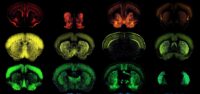 Set of color-coded mouse brain images